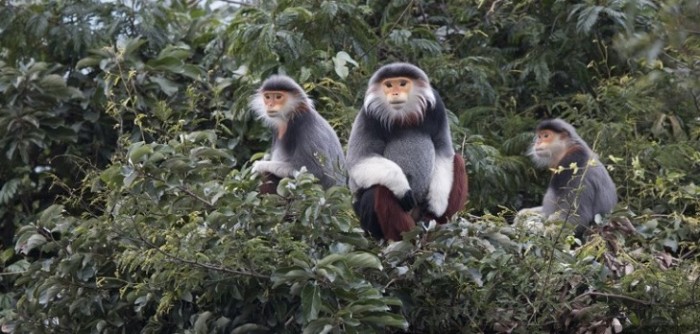 Vietnamitas mataron y comieron a mono en peligro de extinción mientras transmitían por Facebook Live
