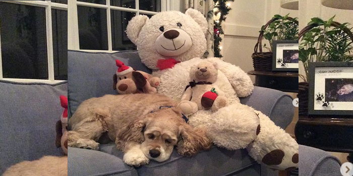 Perrito se quedó al lado de secadora esperando a su peluche favorito: video es viral