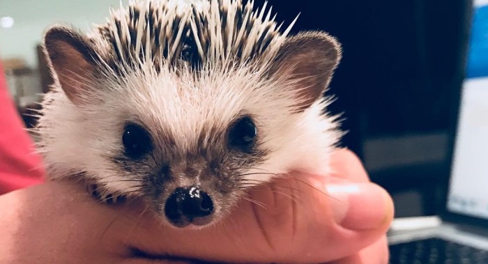 Rick the hedgehog | Instagram