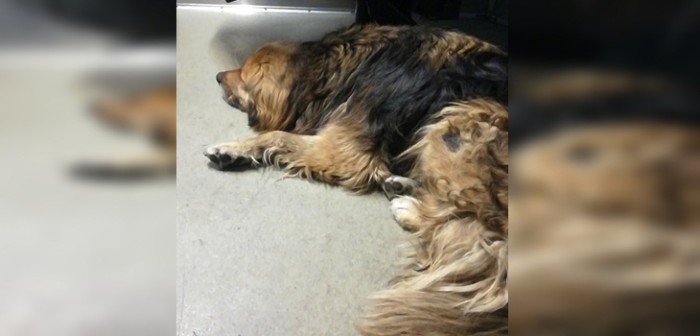 Tuiteros aplauden gesto de Bomberos con perrito abandonado: lo cuidaron durante incendio