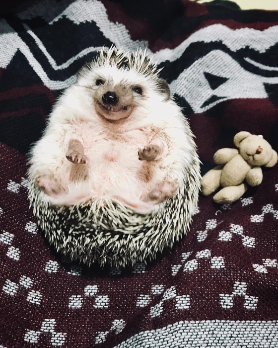 Rick the Hedgehog | Instagram