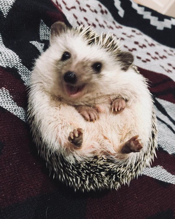 Rick the Hedgehog | Instagram