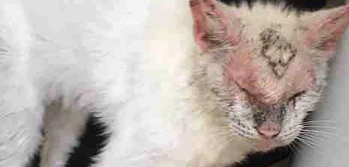 Mujer salvó a gato en estado de abandono: cuando abrió los ojos descubrió que tenía heterocromía