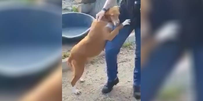 Perrita protagoniza conmovedora escena: se aferró a periodista que reporteaba en refugio de animales