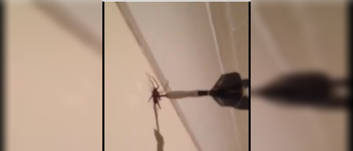 ¿Maltrato animal? Hombre se jacta de matar a araña con un dardo y abre debate en redes sociales