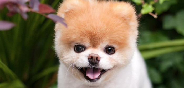 Murió el perro 'más lindo del mundo': Boo sumaba más de 16 millones de seguidores