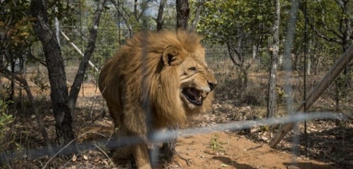 Hombre se metió a jaula de leones y fue brutalmente atacado por los animales: murió por las lesiones