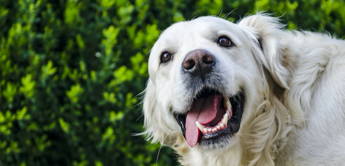 Indignante: hombre decidió cortarle la boca a su perro para que se pareciera a 