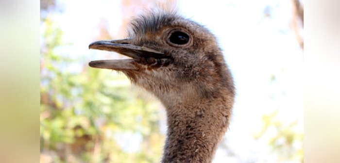 Sorprenden a mujer que usaba pata de ñandú como base para lámpara: SAG incautó la extremidad