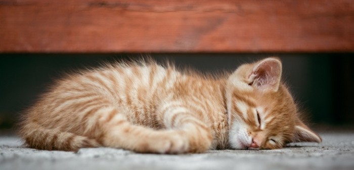 Se hacía el muerto: el entretenido juego entre un gato y su dueña que es furor en YouTube