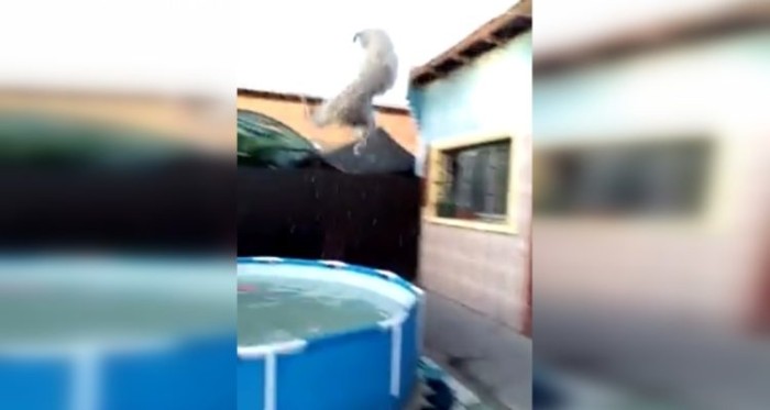 Lanzó a perrita a piscina y luego la 
