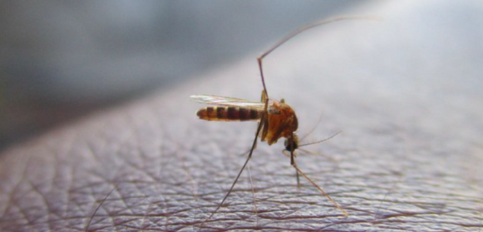 Adiós a los mosquitos: importante hallazgo científico haría que los humanos fueran "invisibles" para ellos