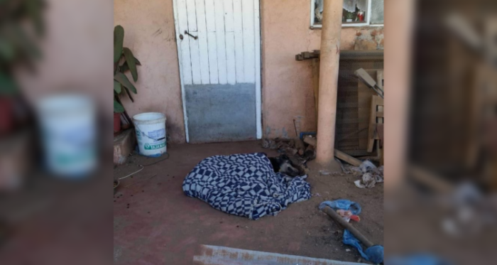 La desgarradora escena de nueve mascotas envenenadas en Viña del Mar: vomitaban sangre y agonizaban