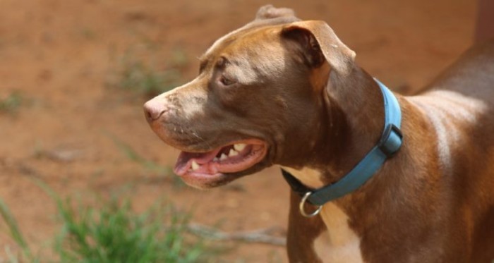 Bebé quedó en estado grave tras ser mordida en la cabeza por perro pitbull: fue sometida a cirugía