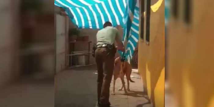 Perro atrapado fue rescatado por carabinero y su gesto de agradecimiento se volvió un tierno viral
