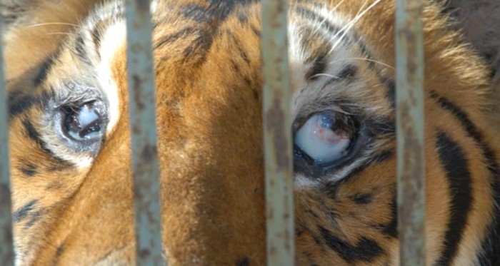 'Tachuela grande' fue condenado por el maltrato de 25 animales: deberá pagar sólo 96 mil pesos