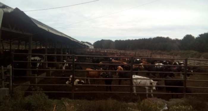 Gran golpe ganadero: encapuchados roban 186 vacunos desde interior de un fundo en Cañete