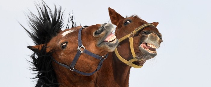 Le costó caro: mujer que comparó a novia de su exmarido con un 'caballo' terminó detenida en Dubái