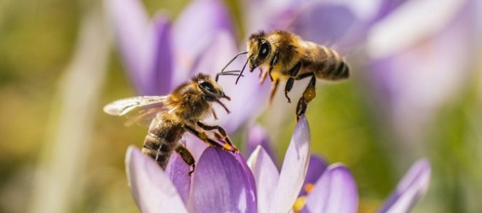Médicos encuentran cuatro abejas dentro del ojo de una mujer, en donde las abejas estaban bebiendo sus lágrimas