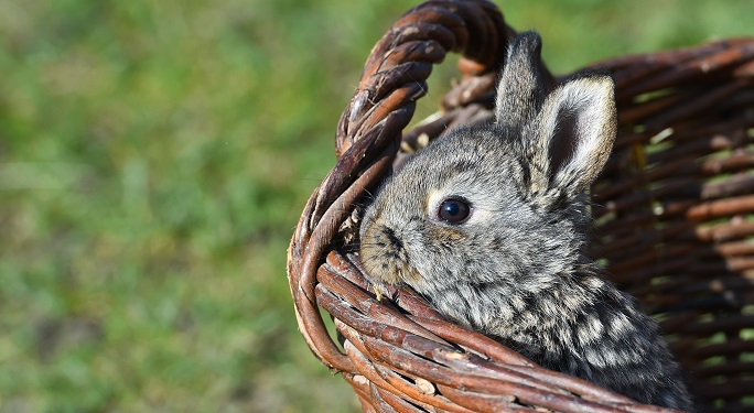 conejo en una cesta