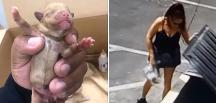 Captan a mujer estadounidense abandonando a cachorros en un basurero: enfrenta varios años de cárcel