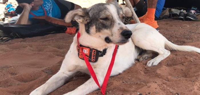 Perro se convierte en viral tras superar 250 kilómetros en la maratón del Sahara