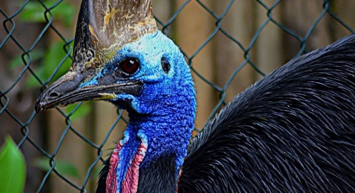 ¿Cuánto pagarías? En EEUU subastarán 'peligroso pájaro' que mató a dueño de 75 años con sus garras