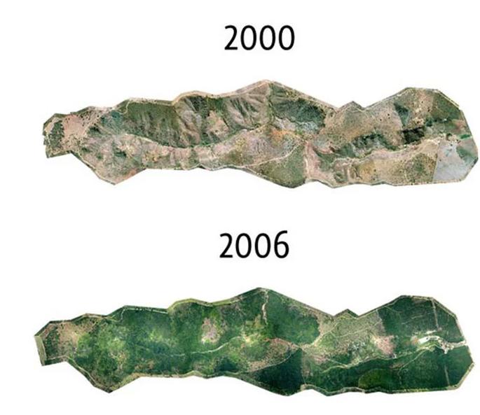 Pareja plantó árboles nativos por 20 años en bosque destruido y hoy luce totalmente diferente