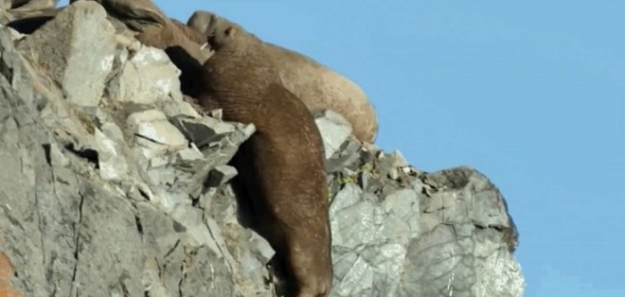 Polémica por documental de Netflix en el que morsas se lanzan al vacío a causa del cambio climático