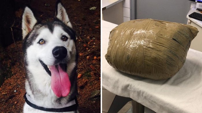 Joven dejó a perrita en hotel canino en Irlanda y la recuperó muerta: estaba envuelta en un paquete