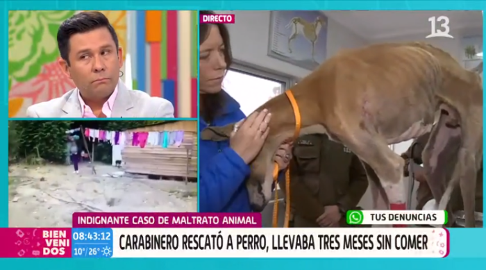 caso de maltrato animal en Casablanca, perro desnutrido