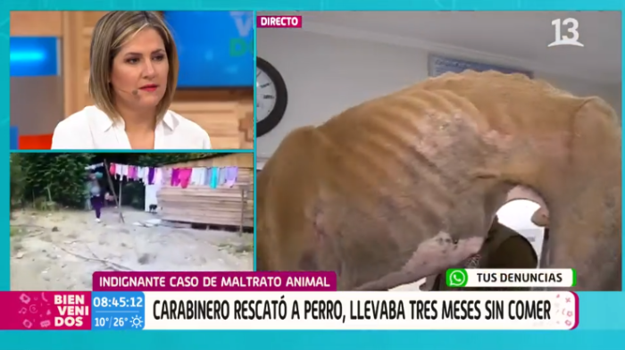 caso de maltrato animal en Casablanca, perro desnutrido