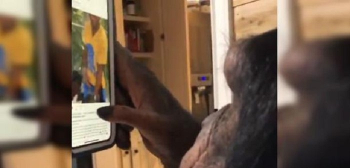 chimpance navega por instagram y se vuelve viral