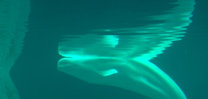 Ballena devuelve iPhone caído al mar