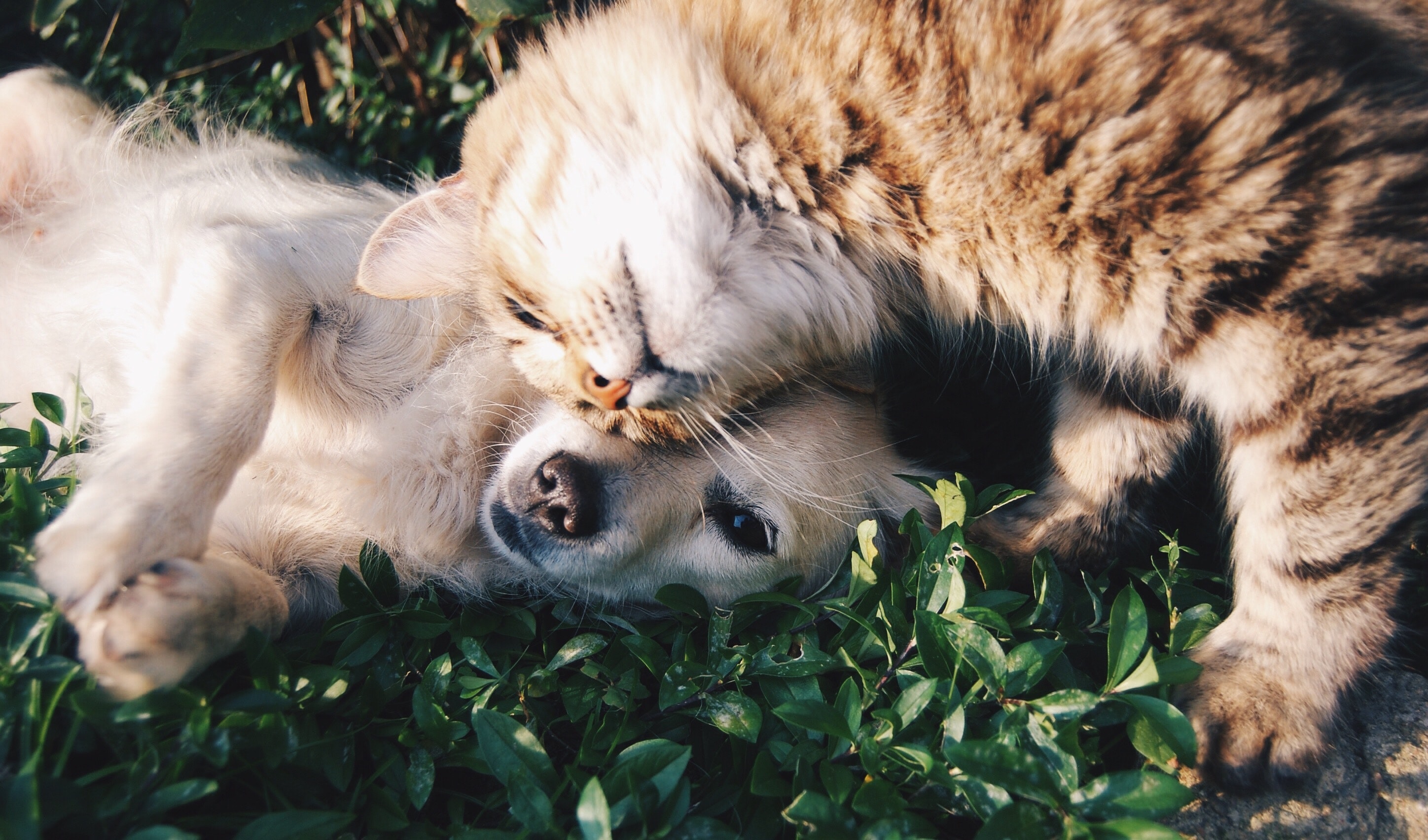 Perros y gatos como mascotas