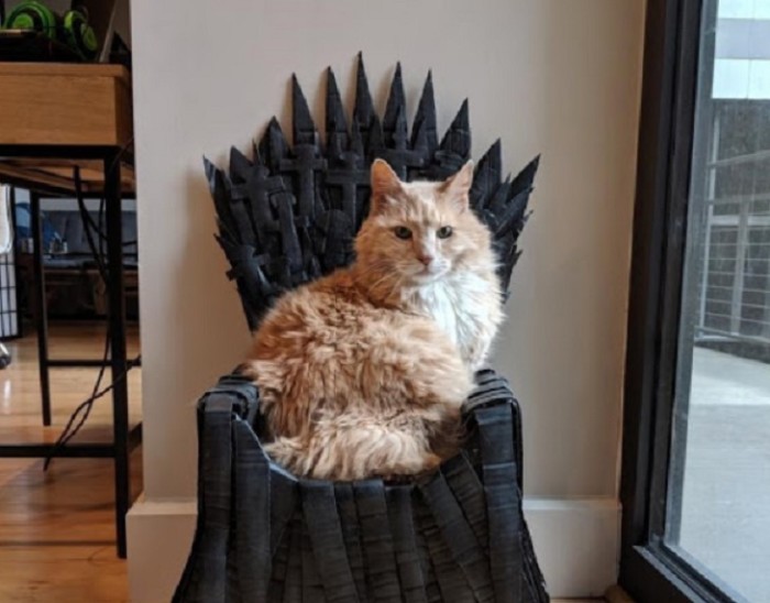 gato sentado en su trono de carton