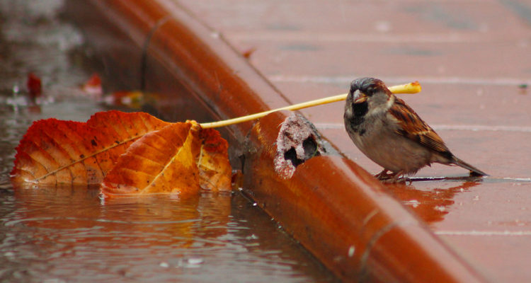 ¿Por qué los gorriones están desapareciendo en Santiago?