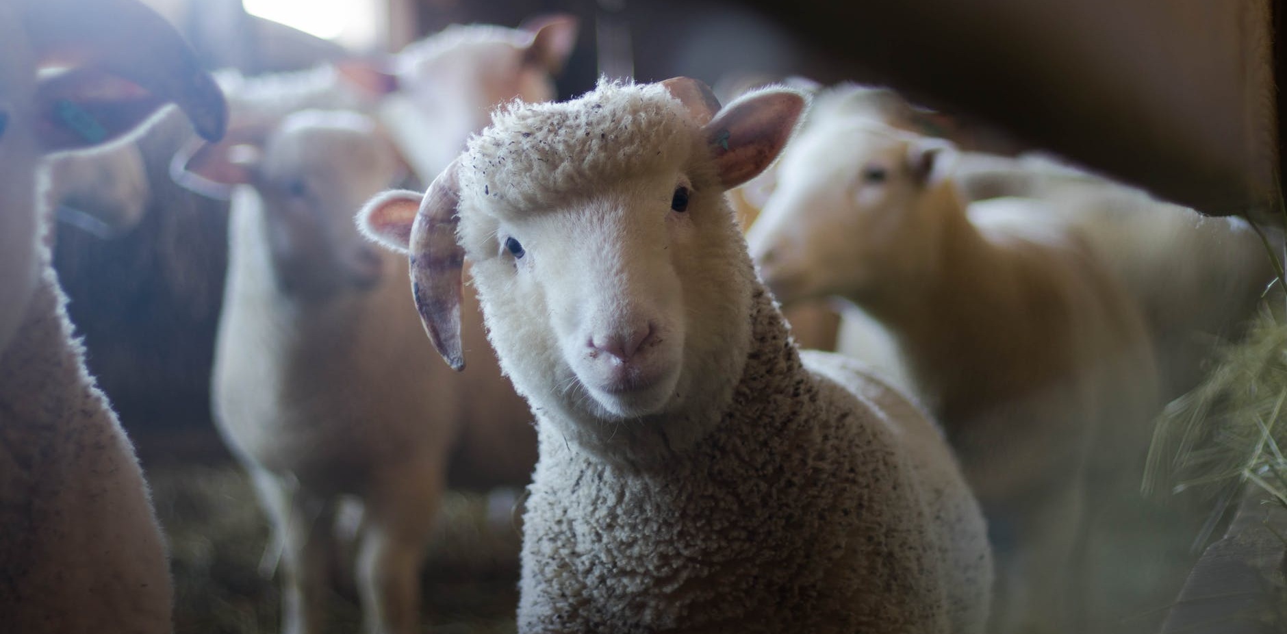 Inscriben 15 ovejas en colegio de Francia para evitar cierre de una clase
