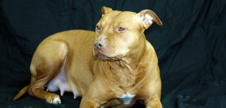 perro pitbull fue citado como testigo en juicio por maltrato animal