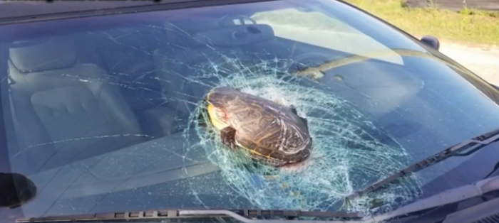 tortuga destrozó el parabrisas de un auto en estados unidos