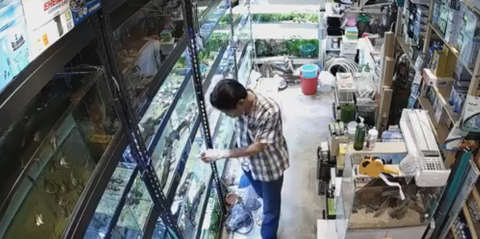 Crueldad animal: hombre envenenó a más de 50 peces tropicales en tienda de mascotas