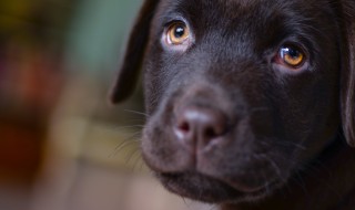 Perros desarrollaron músculo que simula estar tristes
