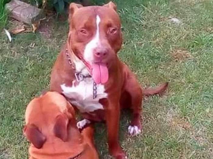 Ladrón atacado por dos perros pitbull se transformó en la 'víctima': ahora la dueña enfrenta cargos