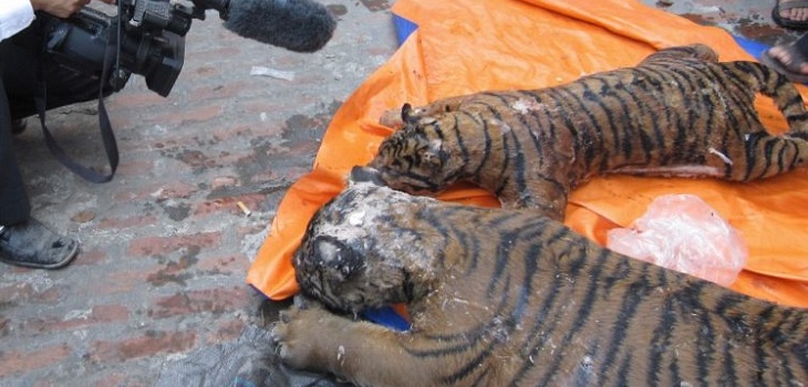 Hallan siete tigres congelados al interior de un automóvil de un traficante de animales en Vietnam