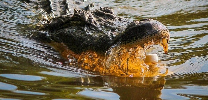 Pareja vio a 10 caimanes devorando el cadáver de un joven en lago de Florida