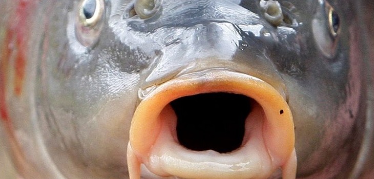 Récord mundial: pez carpa de 105 kilos capturardo