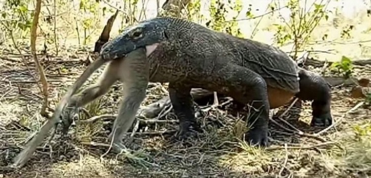 Difunden impactante video de dragón de Komodo devorando a un mono tras intensa pelea
