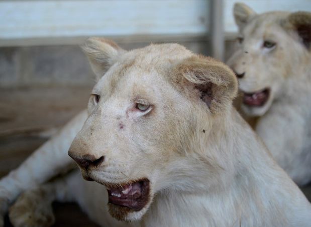 Gente adinerada de Pakistán sorprende con sus leones como mascotas