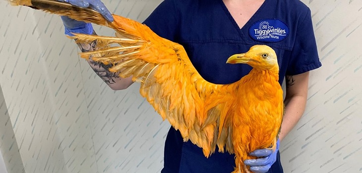 Veterinarios salvaron a ave exótica con plumas naranjas: resultó ser una gaviota cubierta en curry
