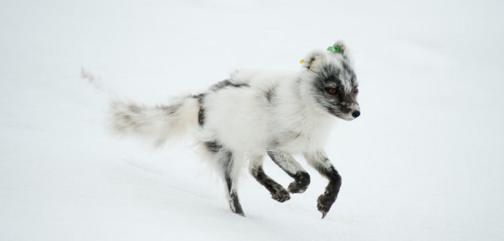 Notable travesía de una zorra del Ártico: caminó desde Noruega a Canadá en menos de 80 días